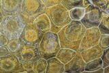 Polished Fossil Coral (Actinocyathus) - Morocco #100724-1